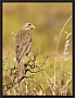 Grauwe Gors, Corn Bunting, Emberiza calandra Location: Sigri, Greece (Lesbos) grauwe gors MG 3507 kopie